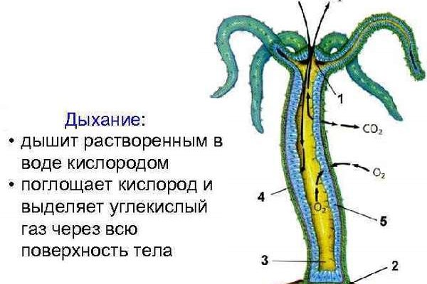 Ссылка на мегу в тор