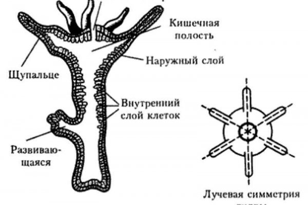 Как найти ссылку на мегу